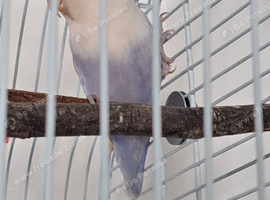Lovebird and tall cage