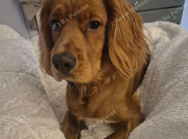 16 month old cocker spaniel