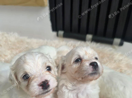 Cabochon pups