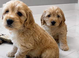 Cockapoo pups ready 18/06/26