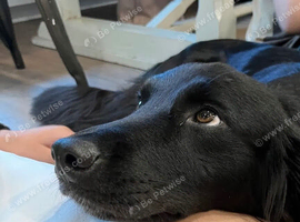 Milo- 12 month old Labrador Collie Puppy
