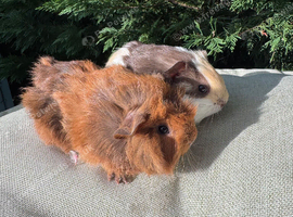 2 baby boy guinea pigs
