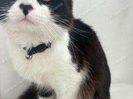 Oreo-male cat