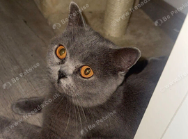 Beautiful Olivia Looking for Her Forever Home