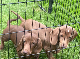 Miniature dachshund puppies