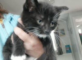 Kittens for sale READY NOW