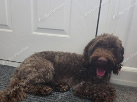 cockapoo READ FULLY