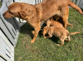 Stunning kc registered Labrador puppies