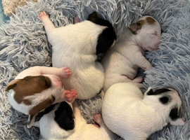 Traditional JRT Raised With Care