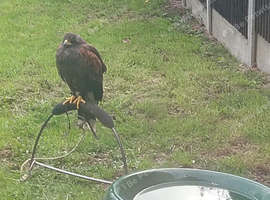 Male Harris hawk wanted 2years plus