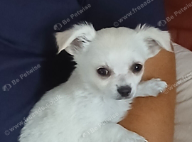 White fluffy chihuahua