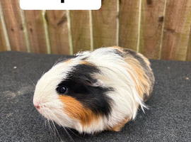 2 bonded sows