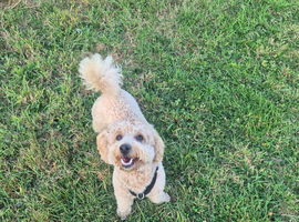 Gorgeous female cavapoo pup