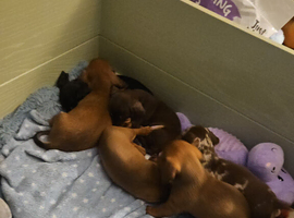 Beautiful Minature Dashound Puppies