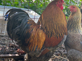 Beautiful pair of blue partridge Brahma bantams