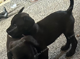 Female Cocker Spaniel &times; Bullmastiff Puppy |