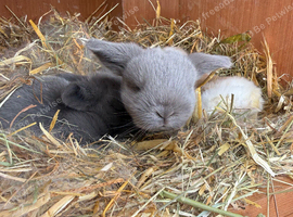 7 Mini lops - waiting list open