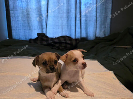 Teacup chihuahuas
