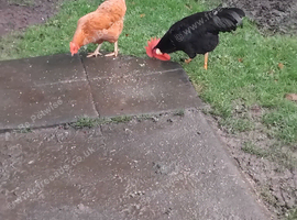 Black leghorn x warren