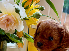 Foxy red boy cavapoo