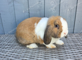 Beautiful Mini Lop Rabbit