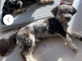 Looking For A Reputable Breeder Seeking Help With Their Litter.