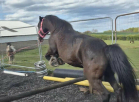 16 yo mare section x Brood Mare