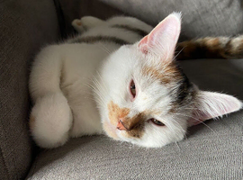 2 year old female cat.