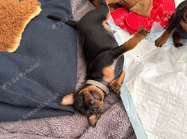 Mini pincher puppies