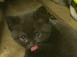 Kittens looking for loving homes