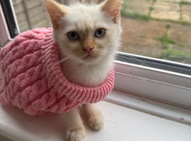 One little girl