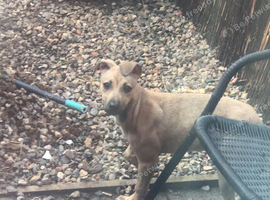 Female greyhound pup