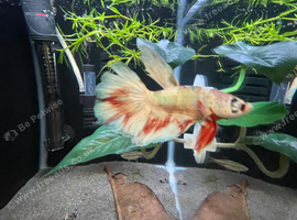 Betta sale!!