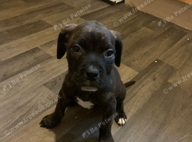 american bully