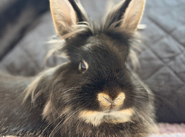 Two female bunnies had vaccinations