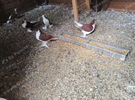 Lahore pigeons for sale