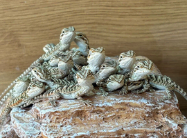 Baby bearded dragons