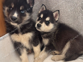 German Shepherd cross husky