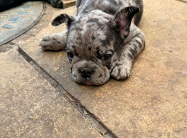 French Buldog