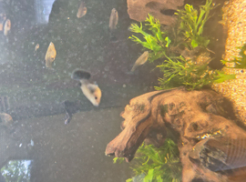 Blue Moscow Guppies