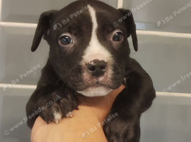 2 X 7 week old male staff bt collie mix puppies