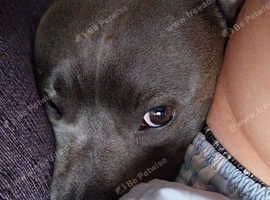 Blue staffy stud