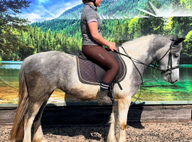 Lovely sweet little pony