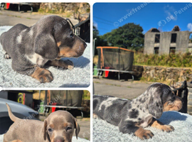 PRA CLEAR MINIATURE DACHSHUND PUPPIES