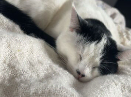 Two cats Looking for a home together