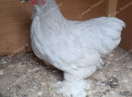 Lavender pekin bantam hen
