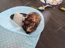 Kittens for sale