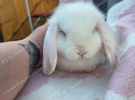 3 x Bunnies for sale