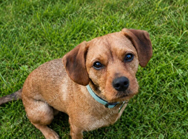 2year old male looking for new home