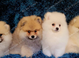 Pomeranian puppies for sale KCreg